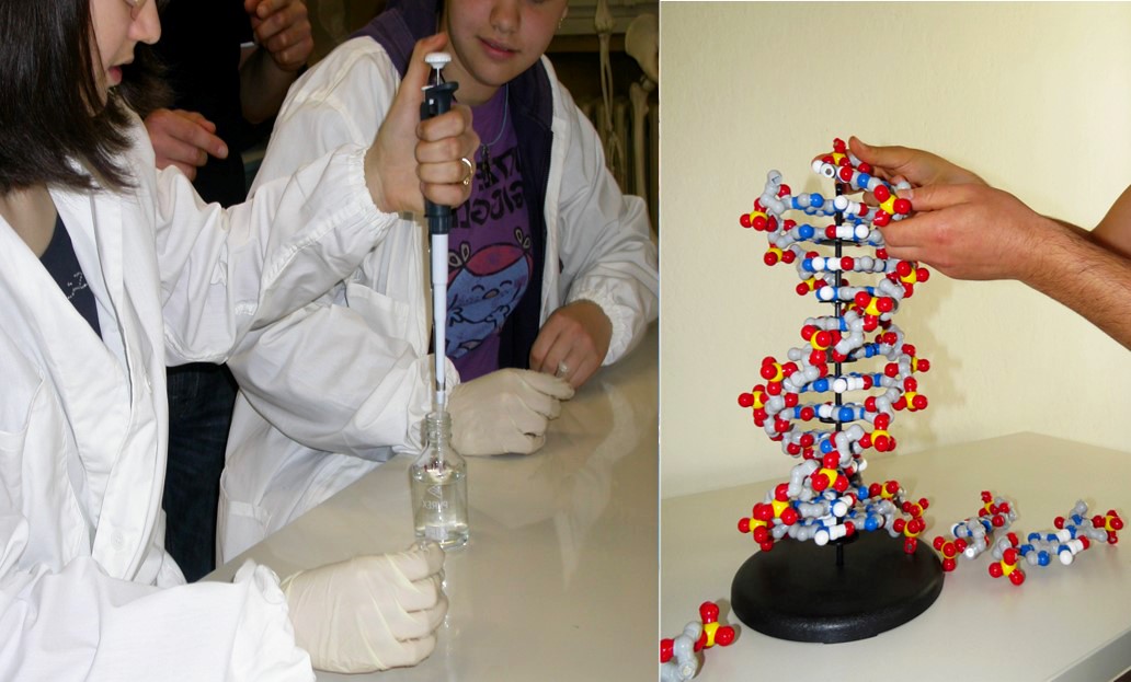 Immagine divisa in due parti: a sinistra due studentesse fanno un esperimento di estrazione del DNA; a destra le mani di un operatore stanno lavorando su un modellino scomponibile di DNA.