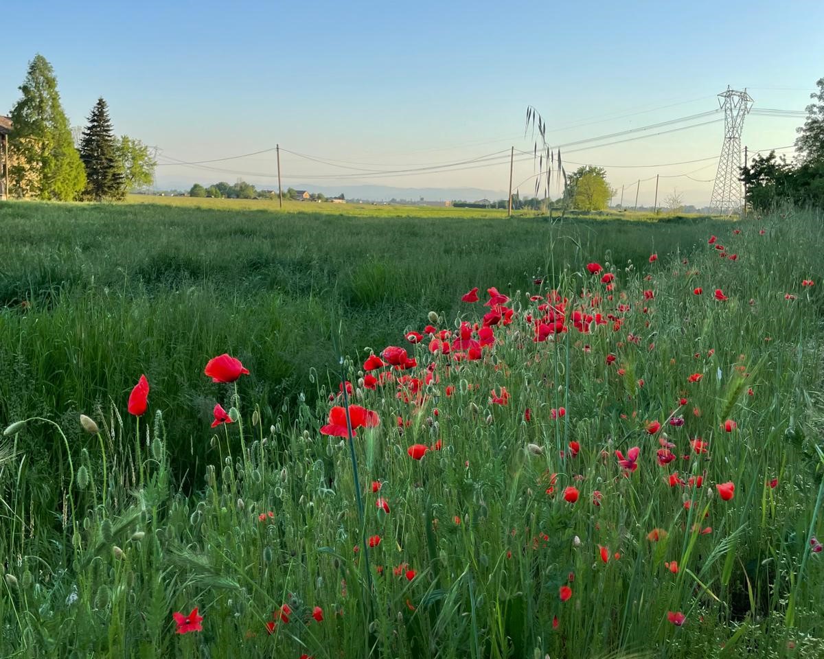 Fotografia a colori di un prato verde con papaveri rossi