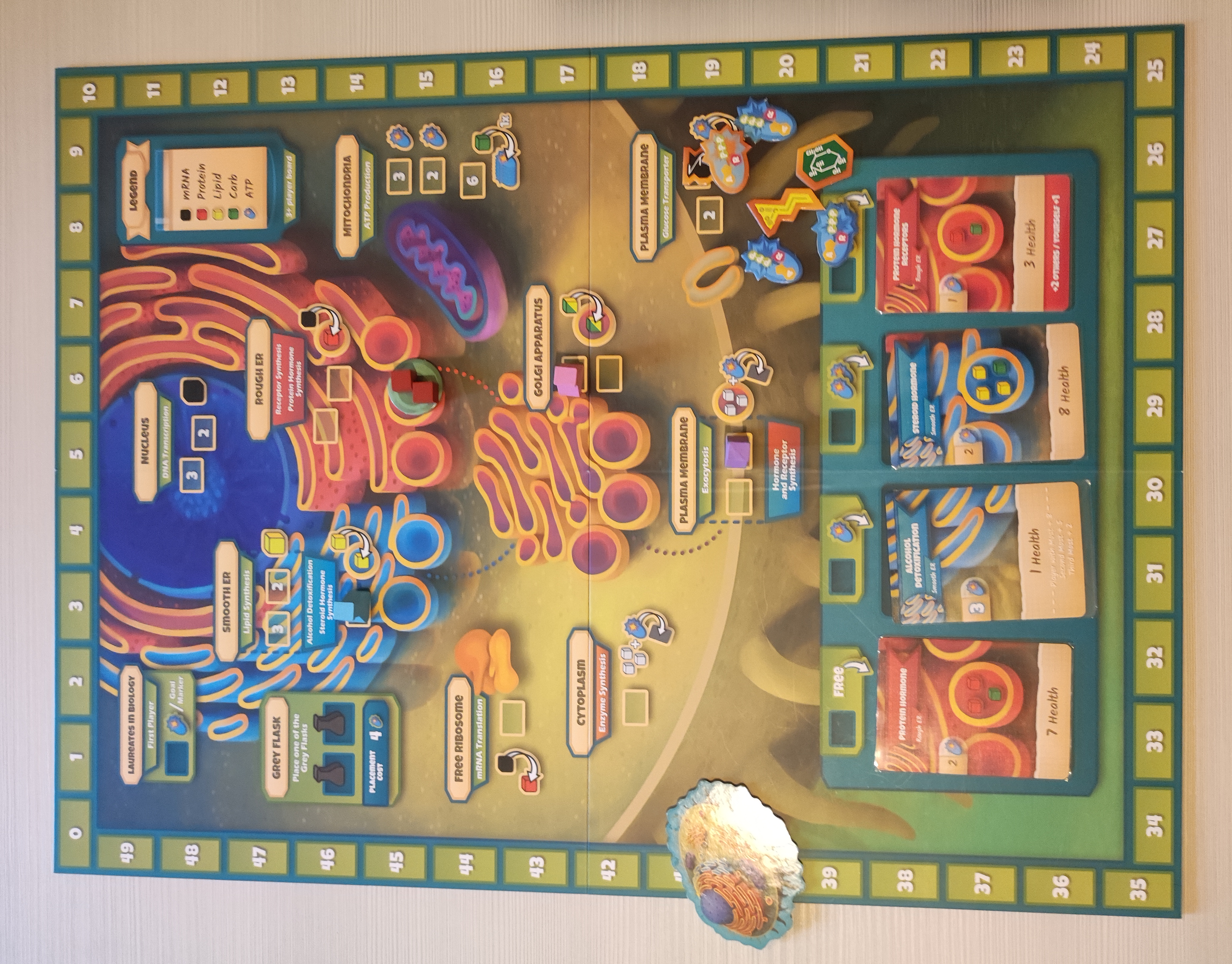 Immagine di “Cytosis”, un gioco da tavolo sulla struttura cellulare.