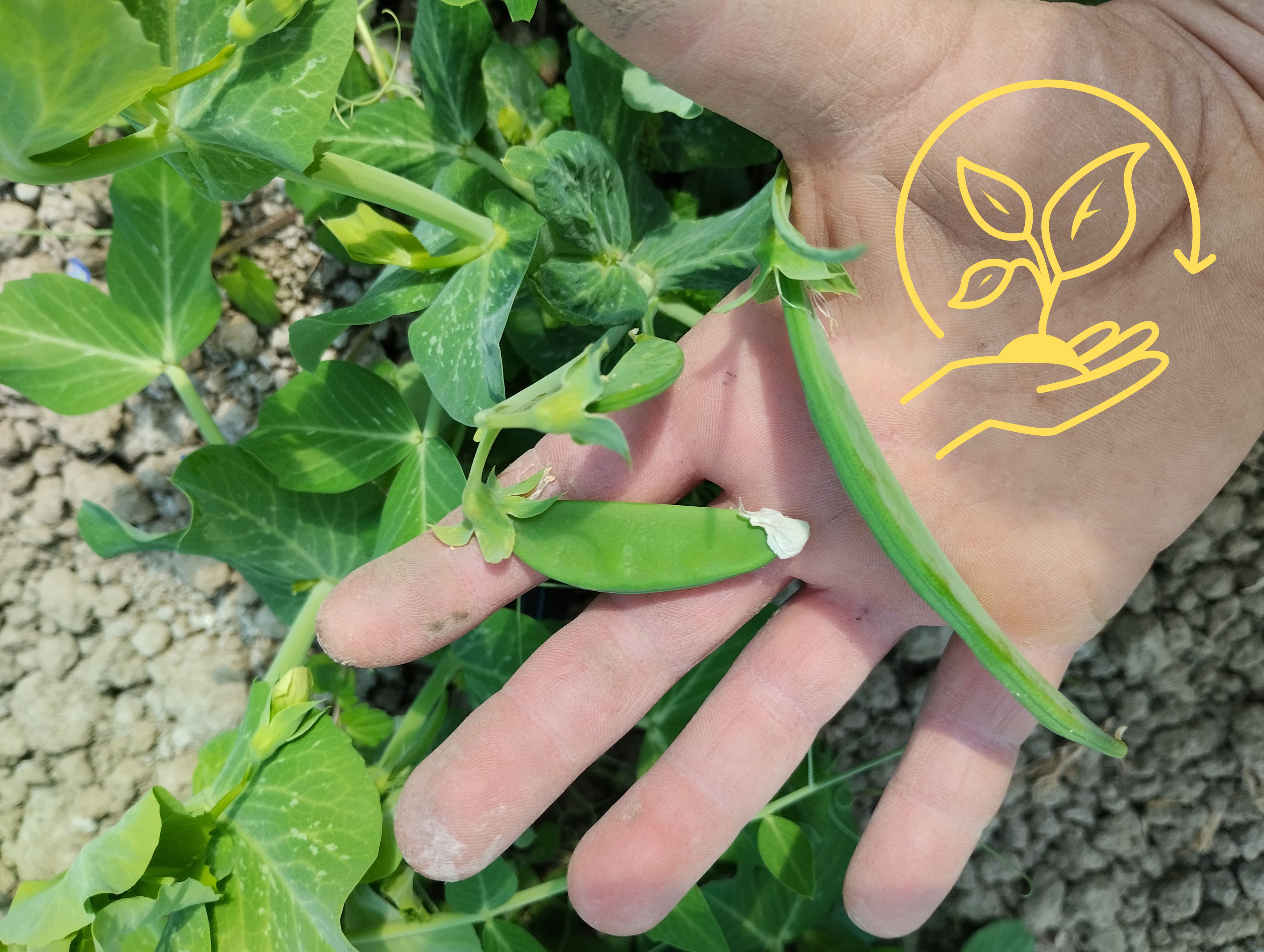 Sulle dita di una mano aperta è appoggiato un gambo di una piantina di piselli, con i baccelli e e le foglioline, mentre sul palmo c'è il simbolo della piantina che cresce dalla mano, che indica progetti di sostenibilità .o