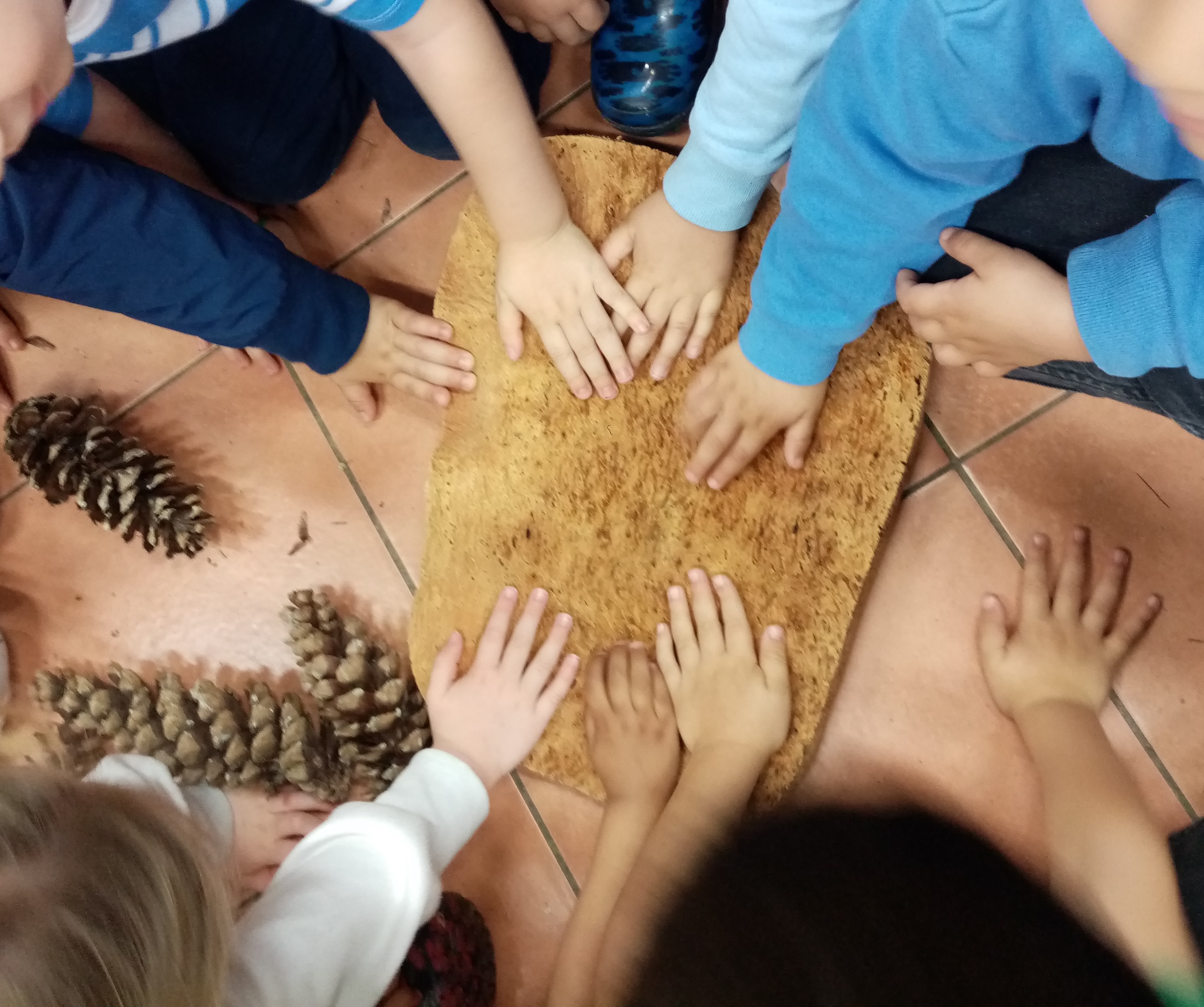 Mani di bambini che toccano un grosso pezzo di corteccia.