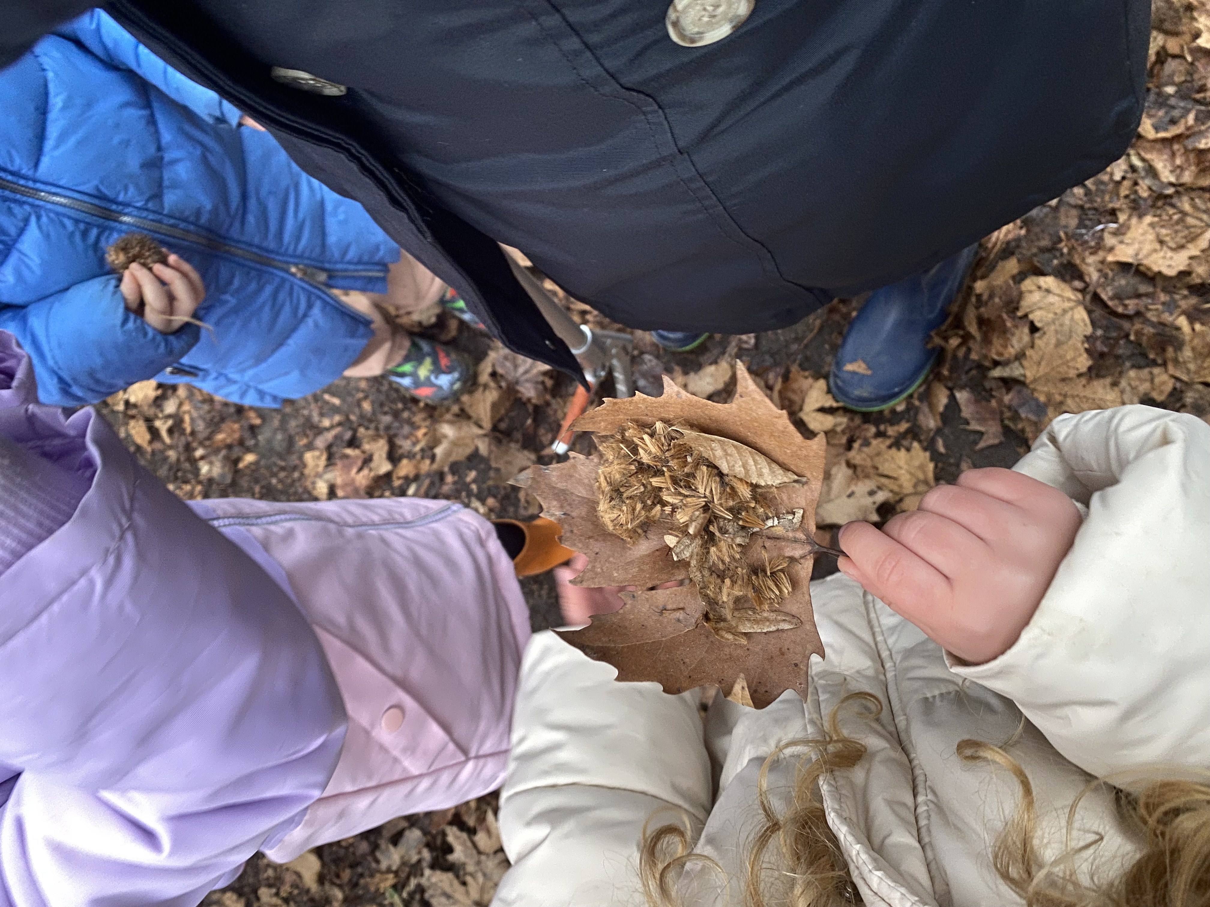Bambini che hanno in mano reperti di alberi autunnali
