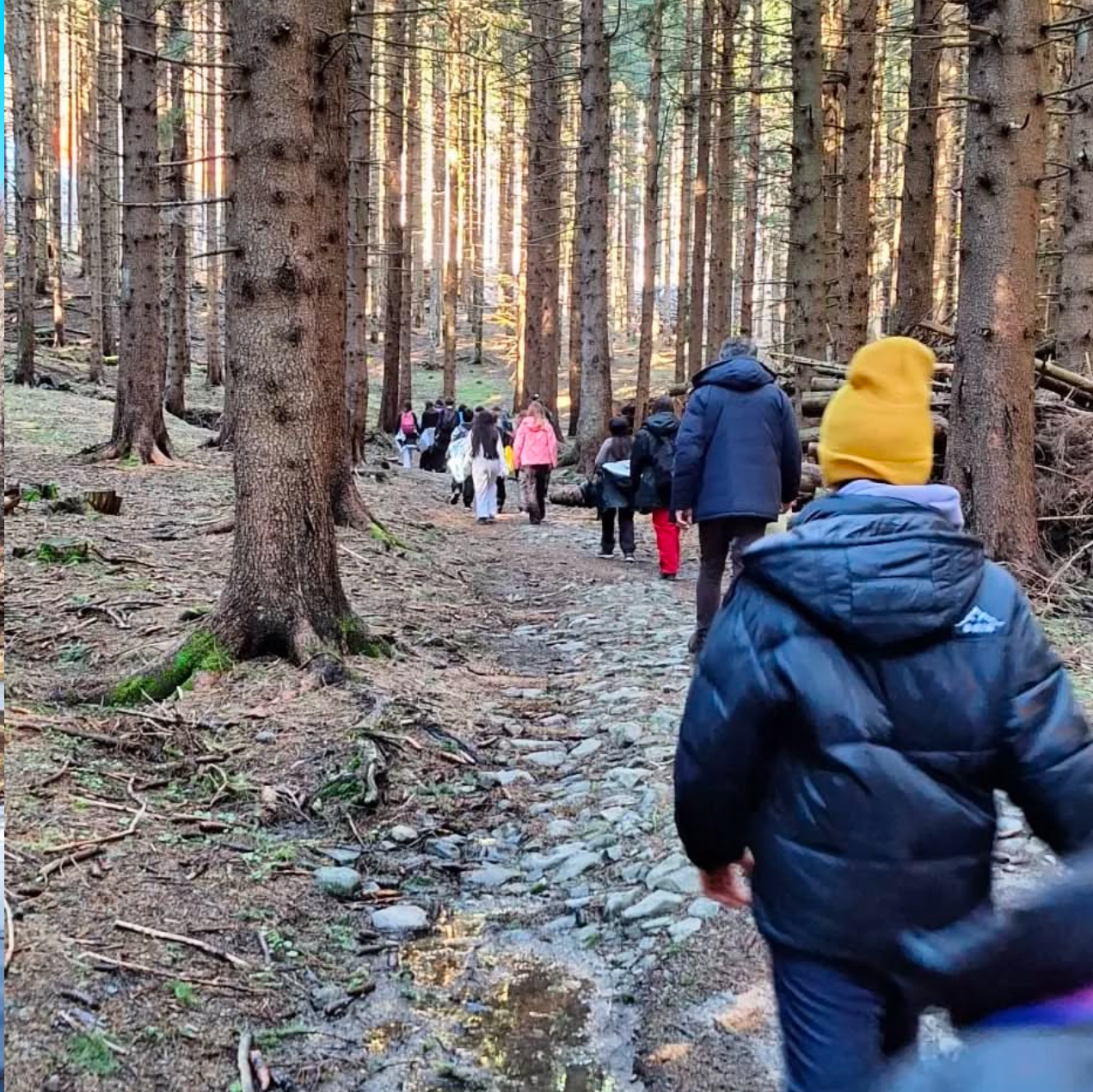 Gruppo di bambini che cammina in un bosco.
