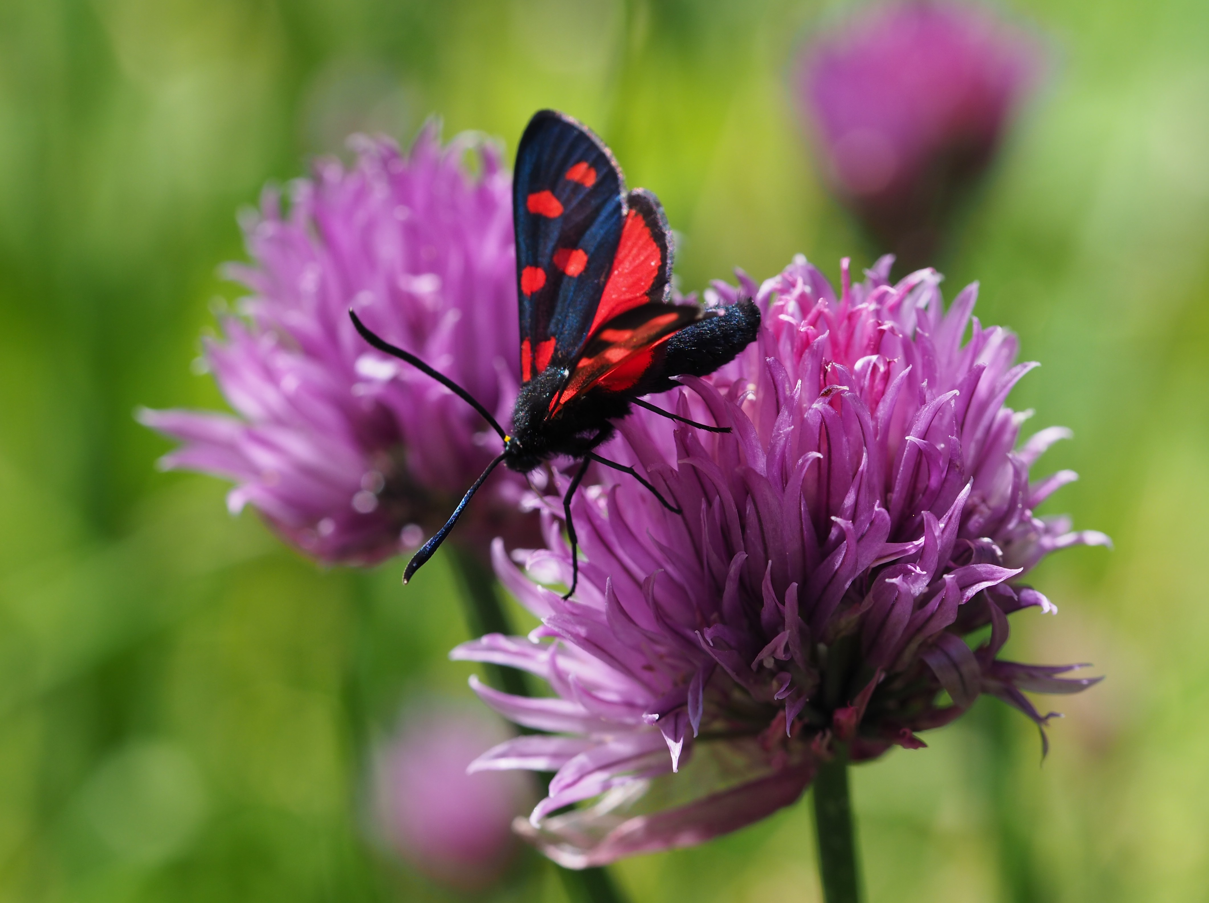 Una farfalla (Zygaena filipendulae) posata su un fiore di campo viola