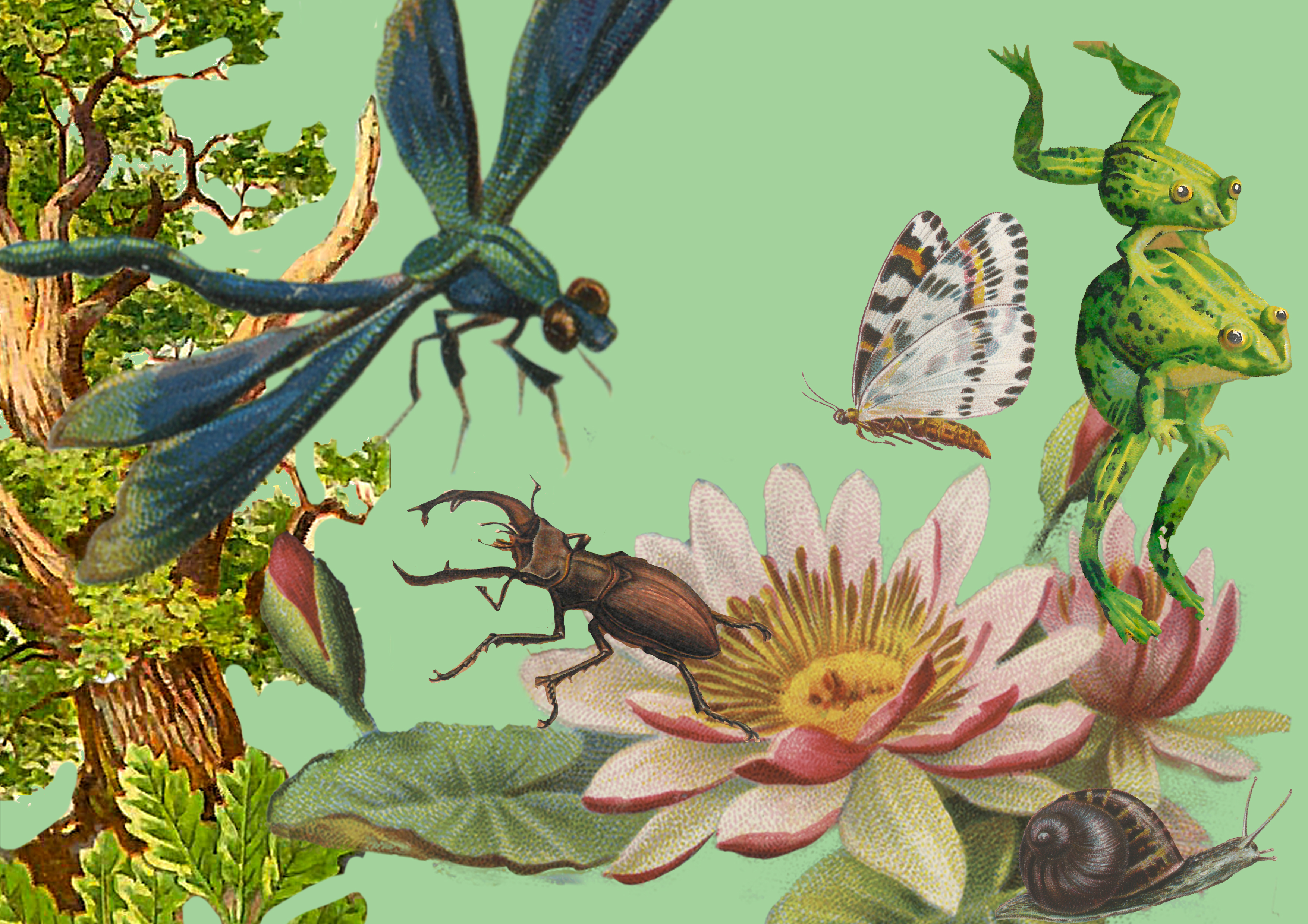 Illustrazione dedicata alla biodiversità, con alberi, fiori e diverse specie animali, tra cui libellule, farfalle, coleotteri, rane e lumache, immerse in un ambiente naturale.